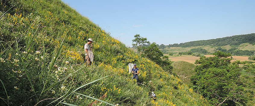 Feldforschung auf WIes am Hang. Foto: UFZ Feldforschung auf WIes am Hang. Foto: UFZ